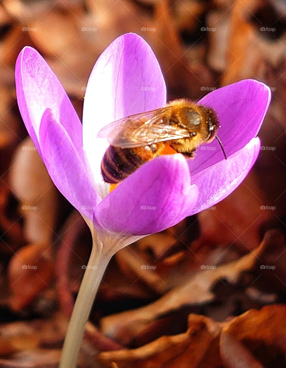 Bee in crocus