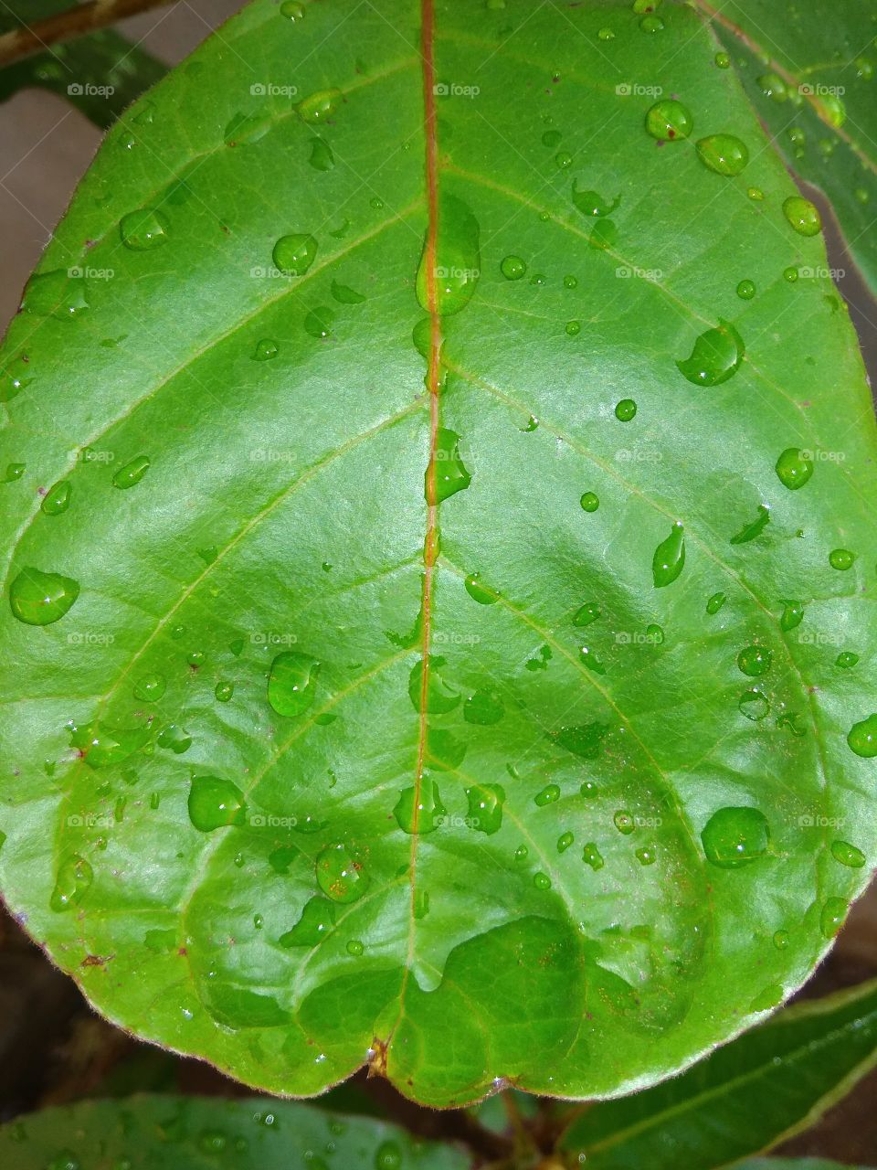 leaf
