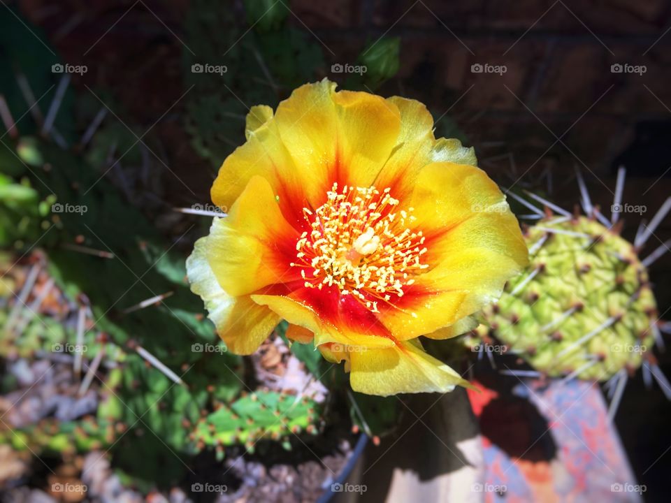 Cactus yellow/red ombré flower 