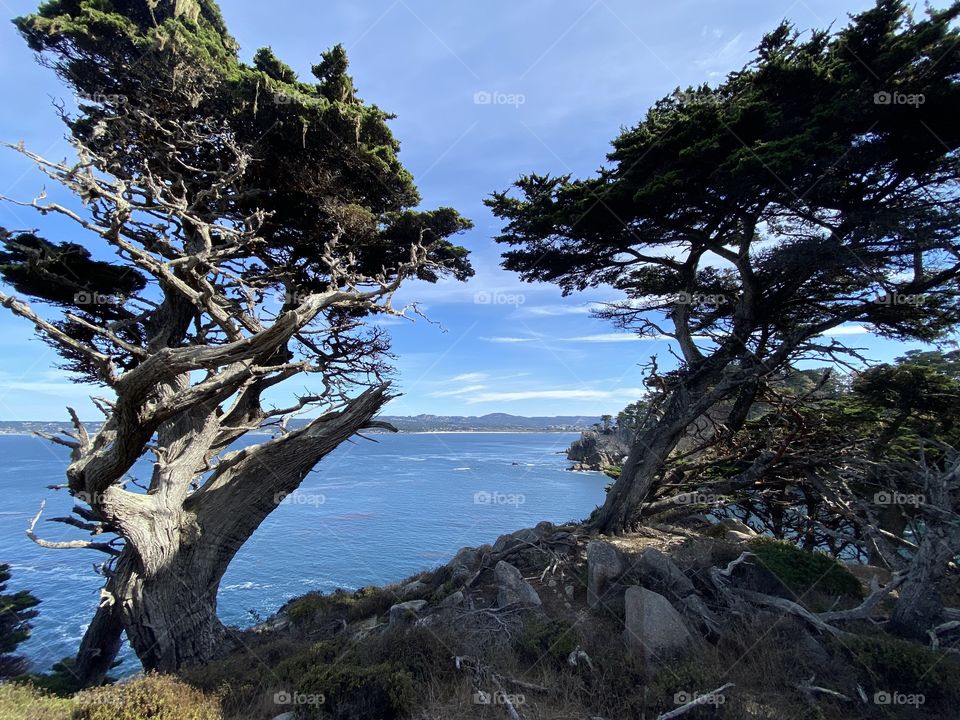 Point Lobos State Natural Reserve 