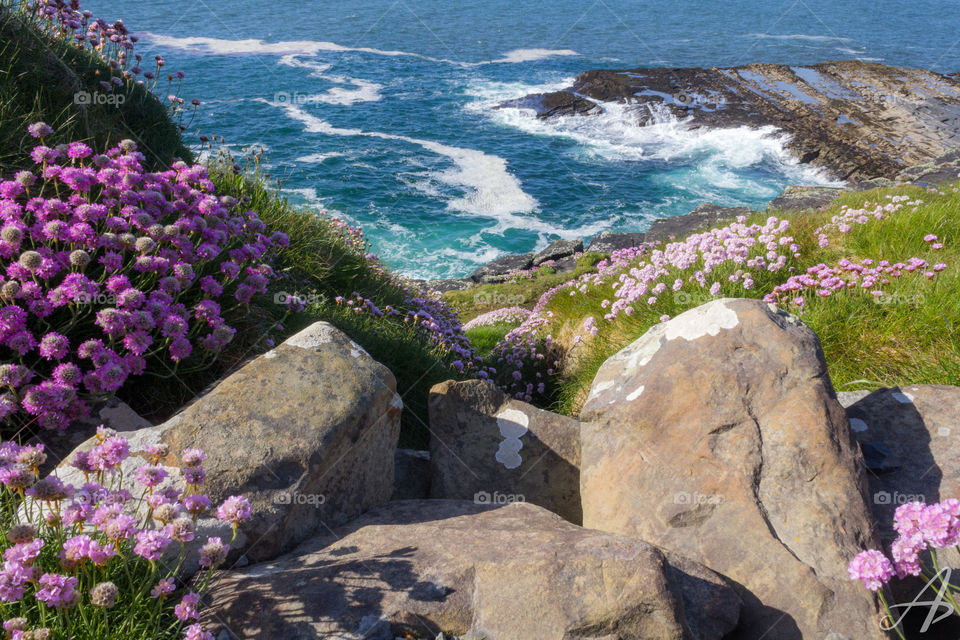 Flowers bring life to the seaside as the blue water crashes against the rocks 