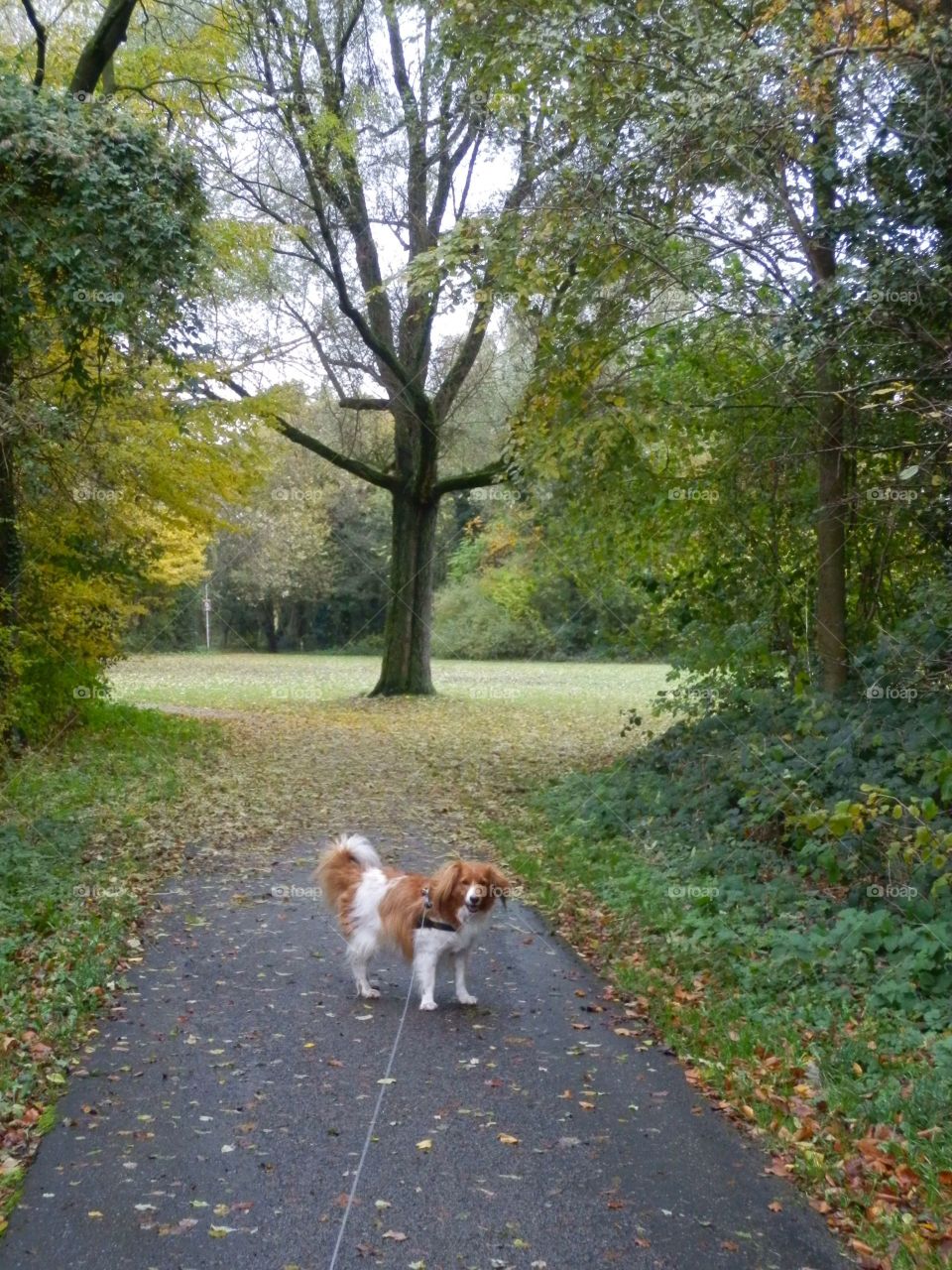 Walking my dog in a park.