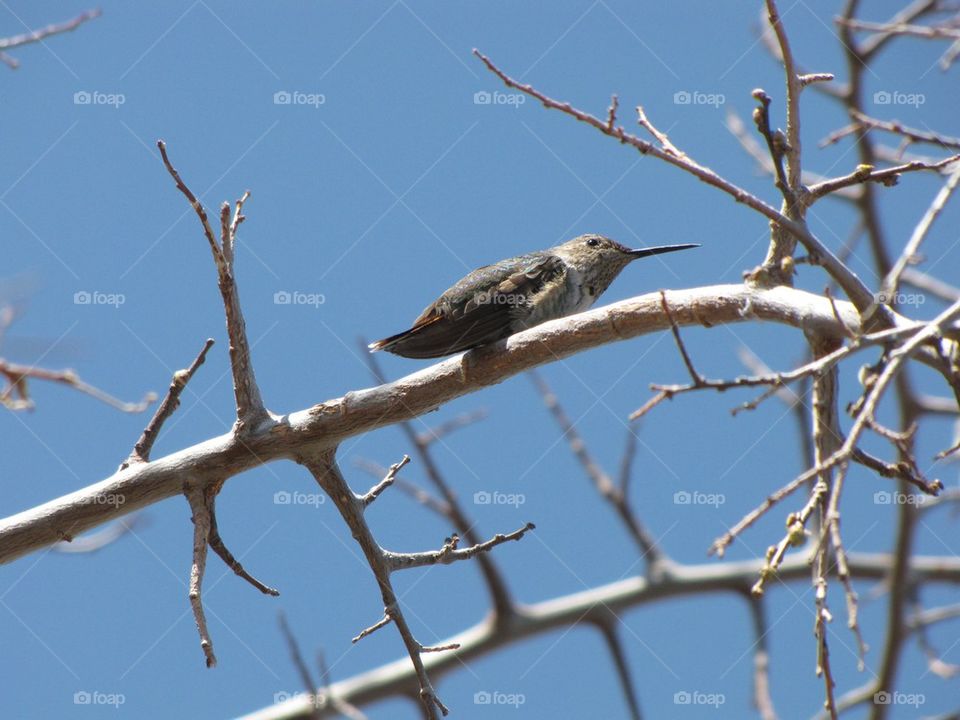 Hummingbird branch