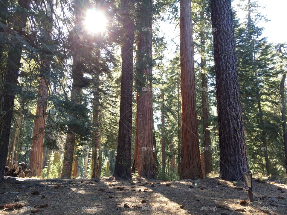 Giant Sequoias Mariposa Woods. Giant Sequoia trees in Mariposa Woods in Yosemite National Park, California. Taken in January 2015