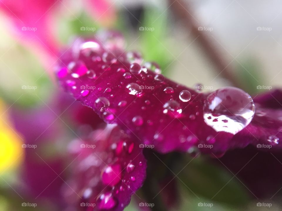 Flower and water drops