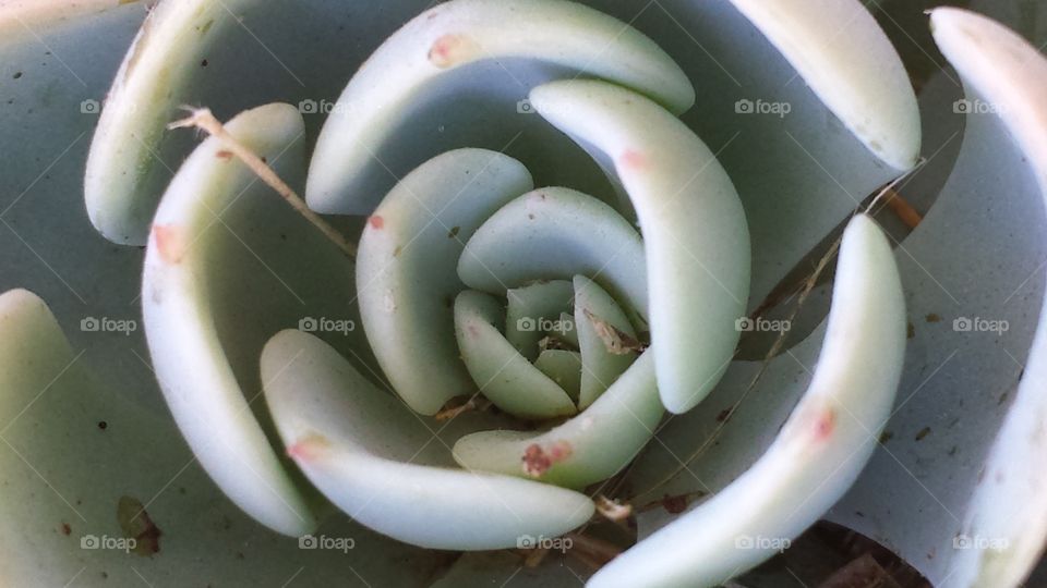 A single succulent under a tree