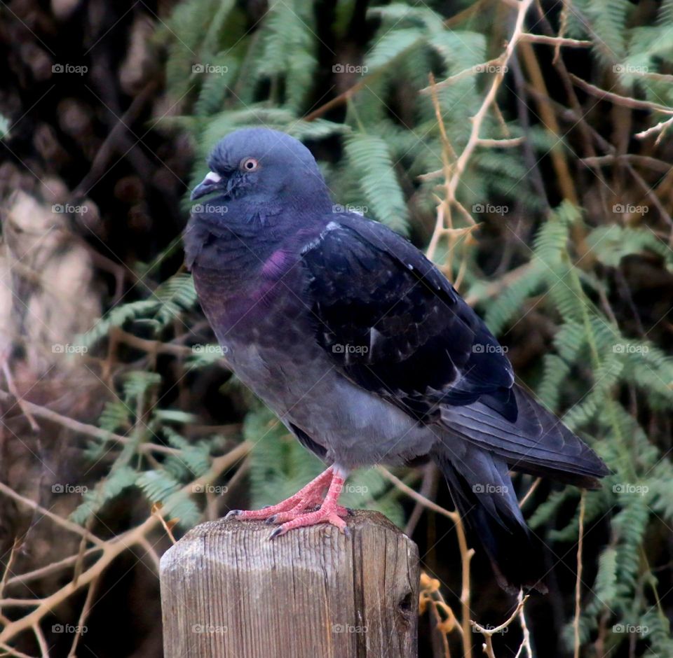 Pigeon on a Fence Post