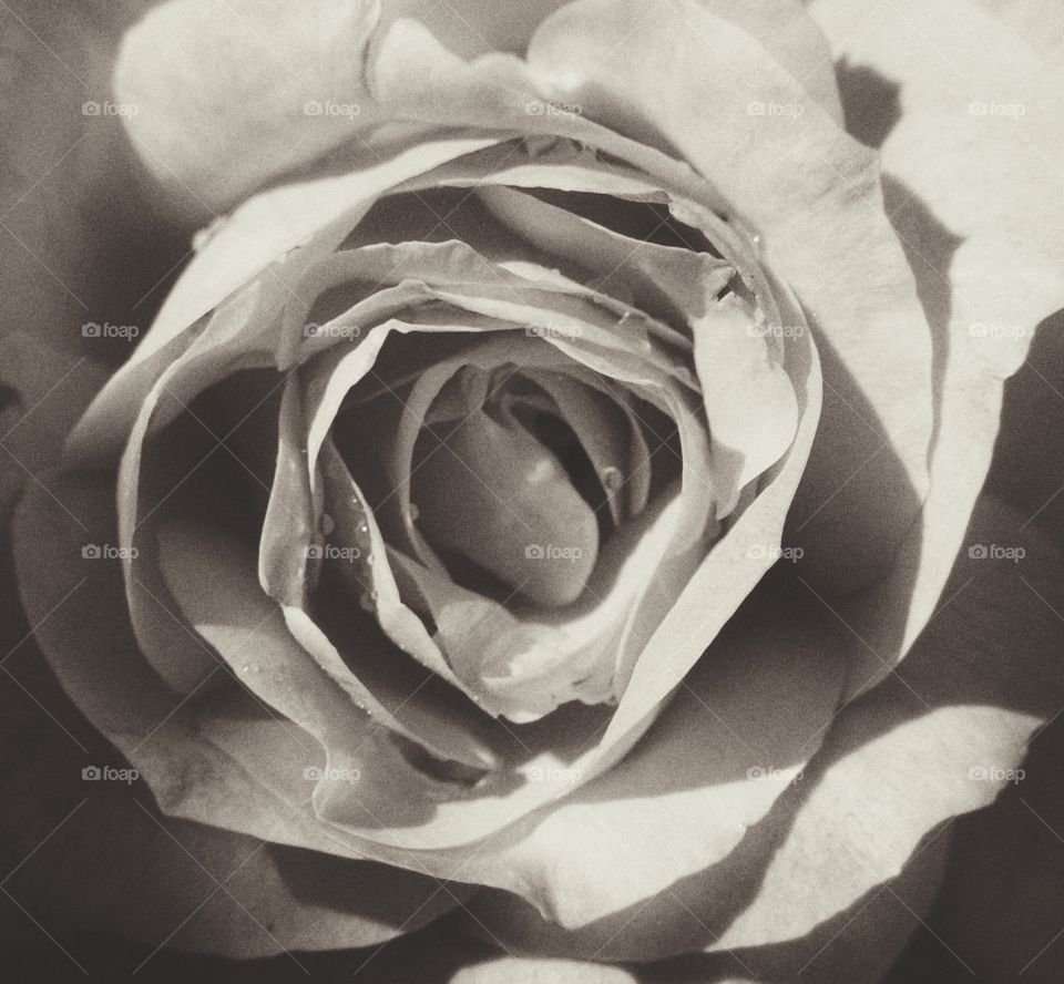 Antique rose