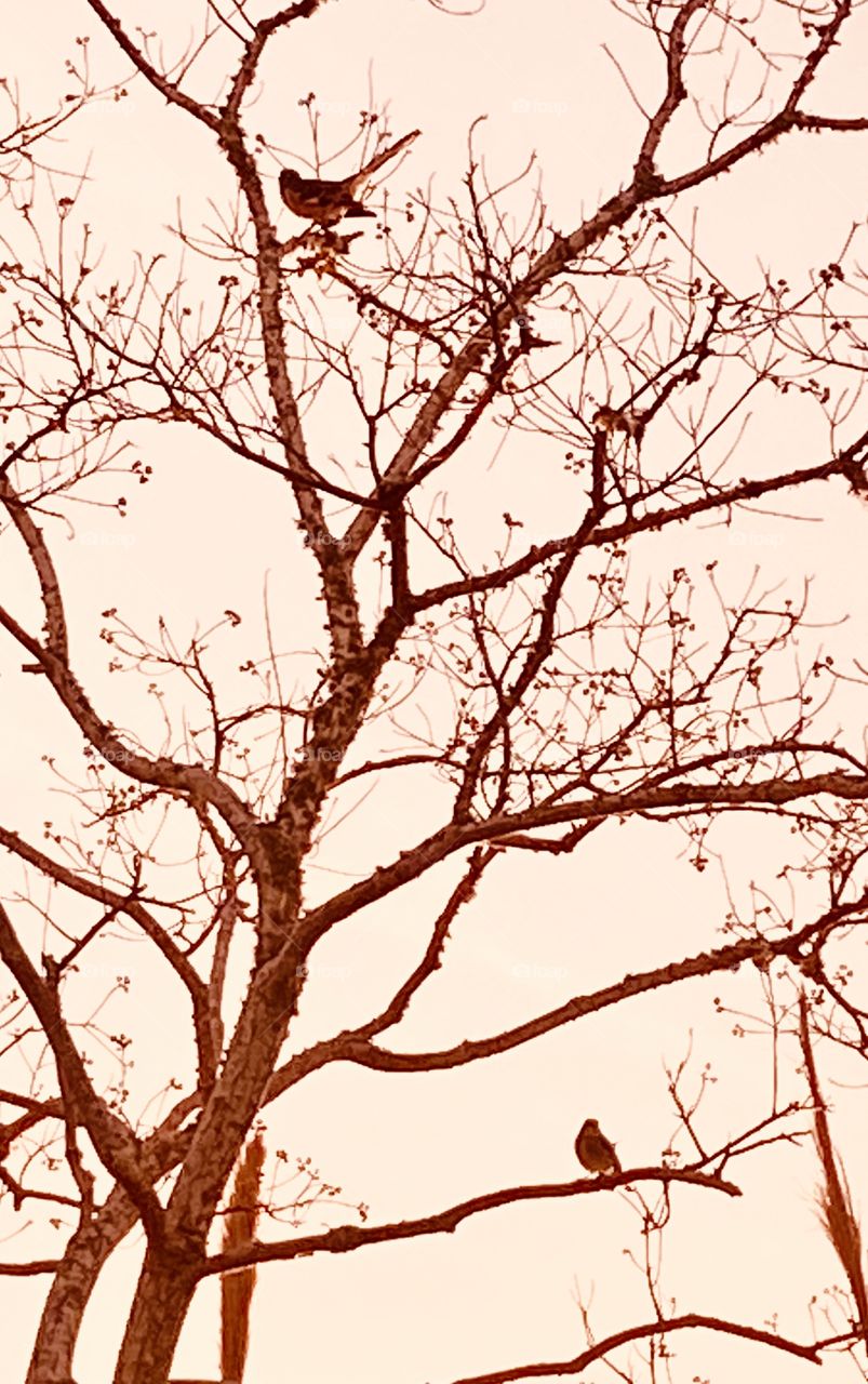 Seasoned Bare Tree along Lake Bed has two Birds sitting on branches. What a strange capture.  Mocking and Sparrow Birds 🦅