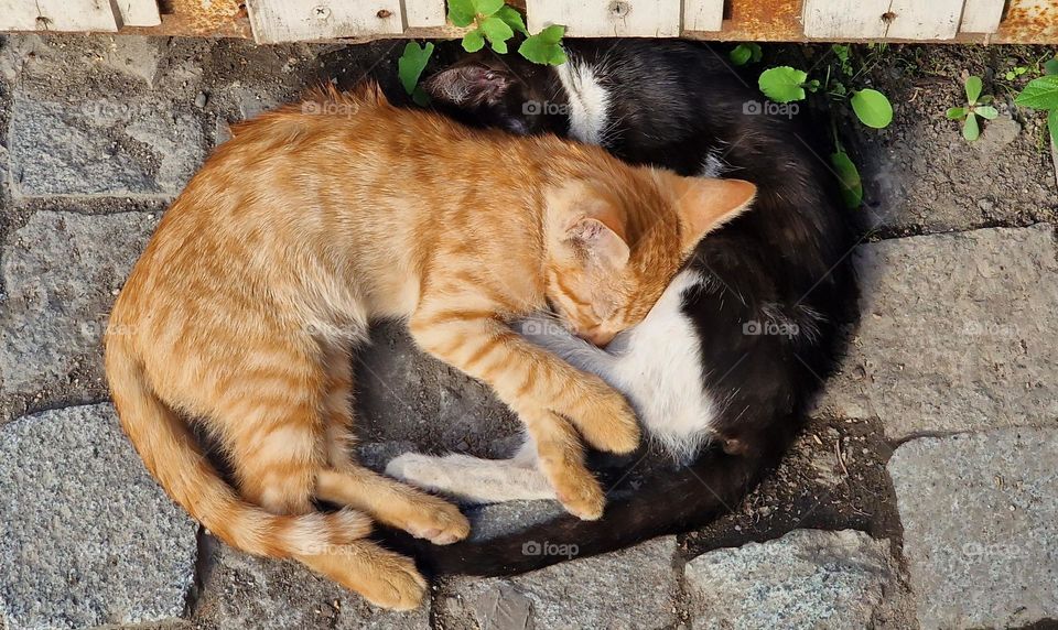 Two cozy cats sleeping mingled together