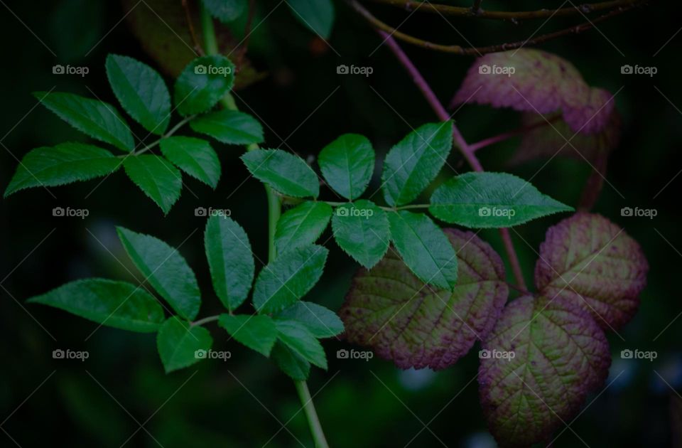 Green leaves in the forest