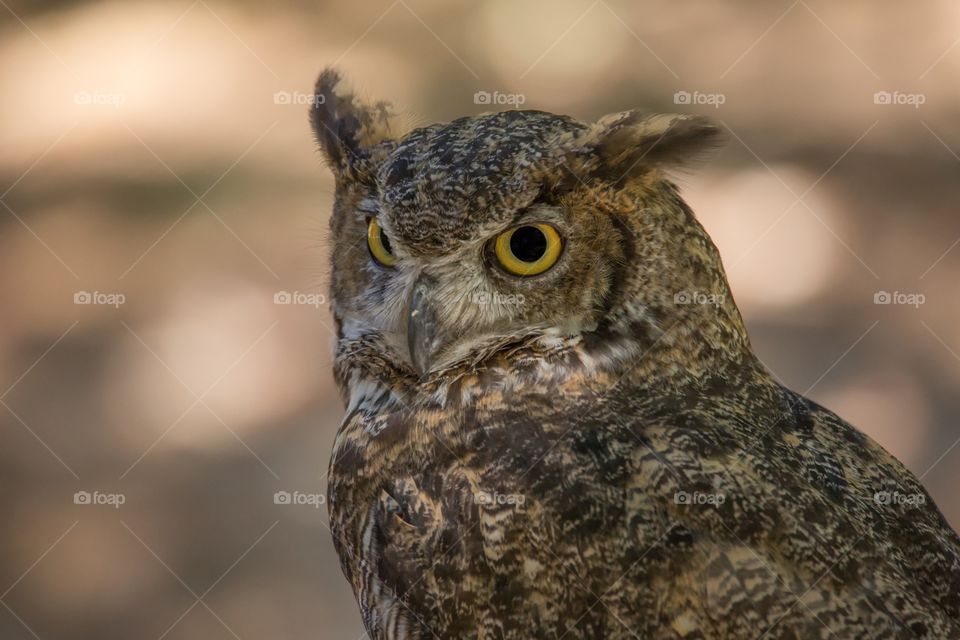 Close-up portrait of an owl