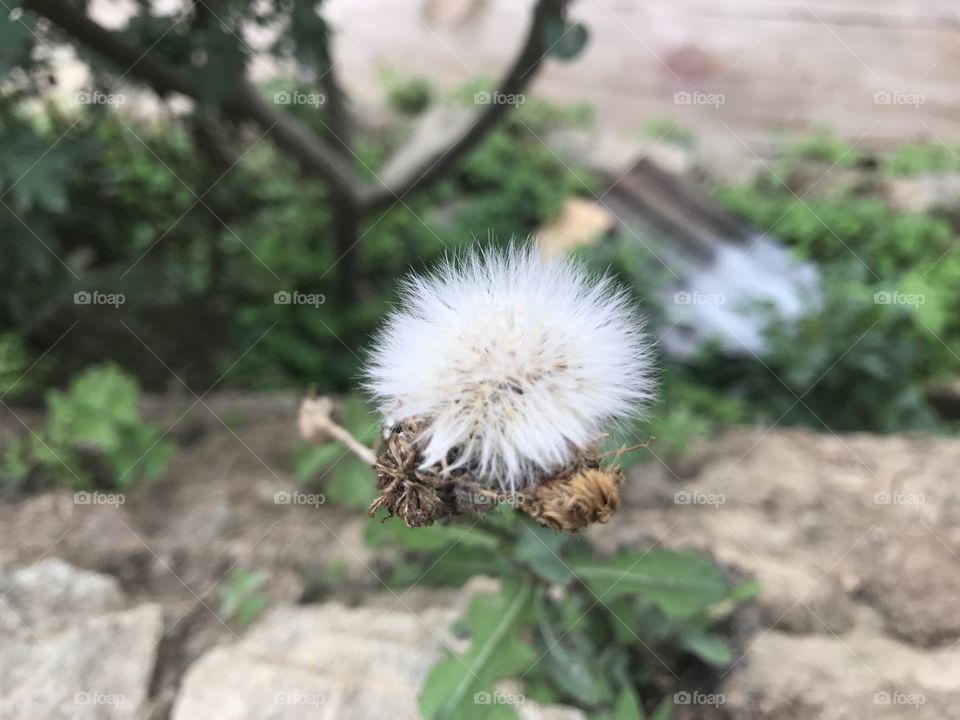 Dandelion Seeds other 