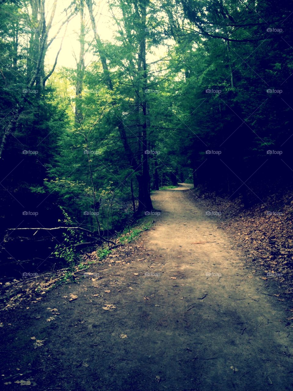 Park Trails. Spooky, Dark, yet Beautiful 