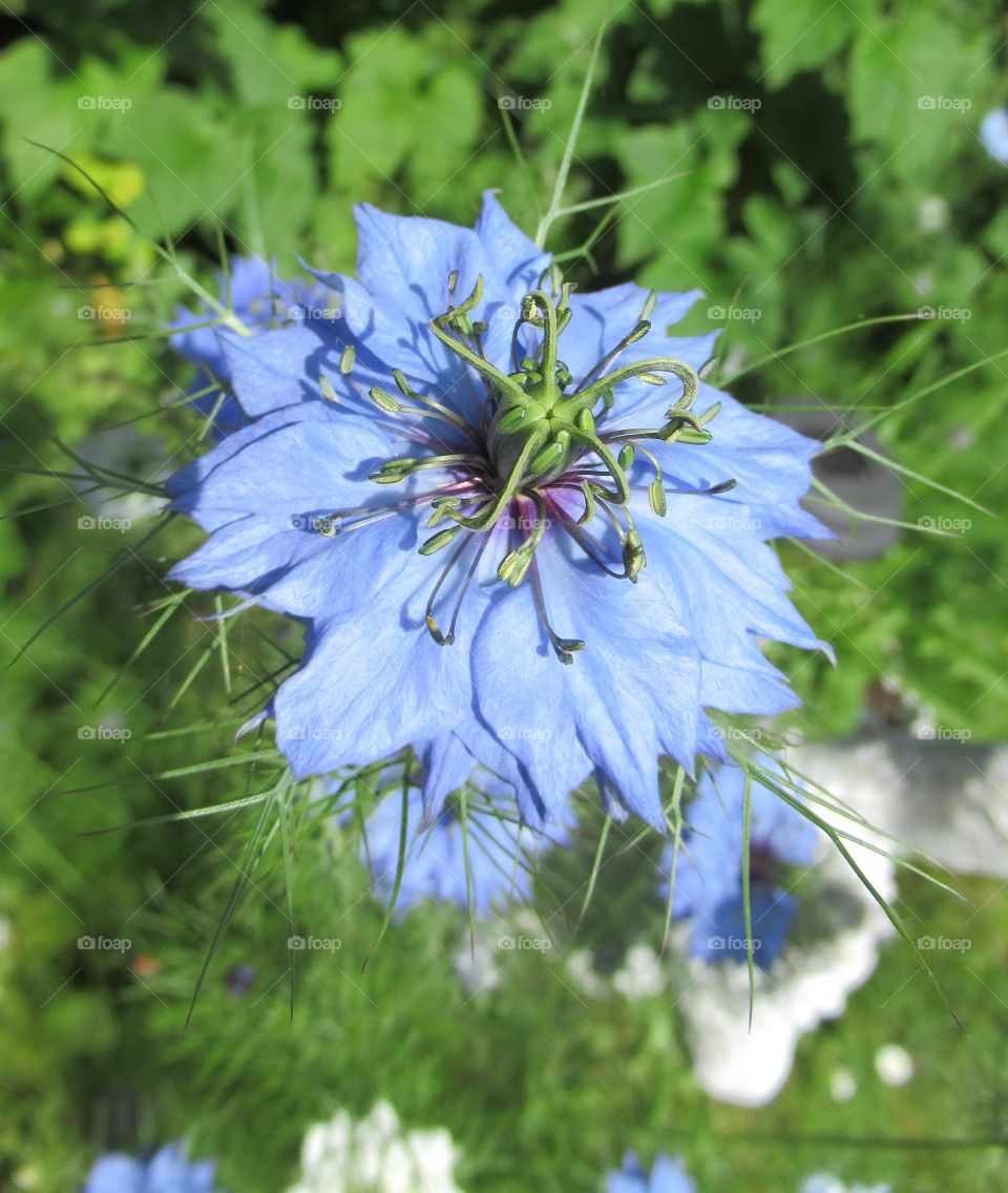 beautiful cottage garden flower (love in a mist)