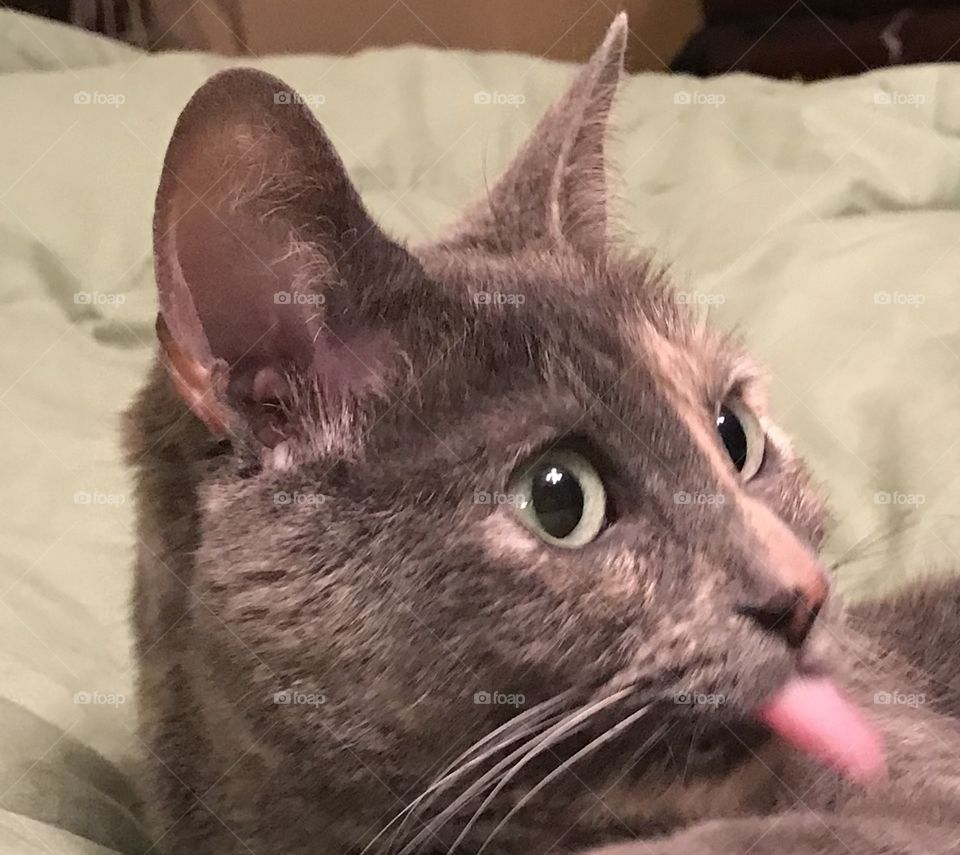 Tabby cat raspberry 