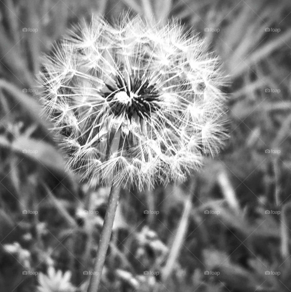 dandelion seeds