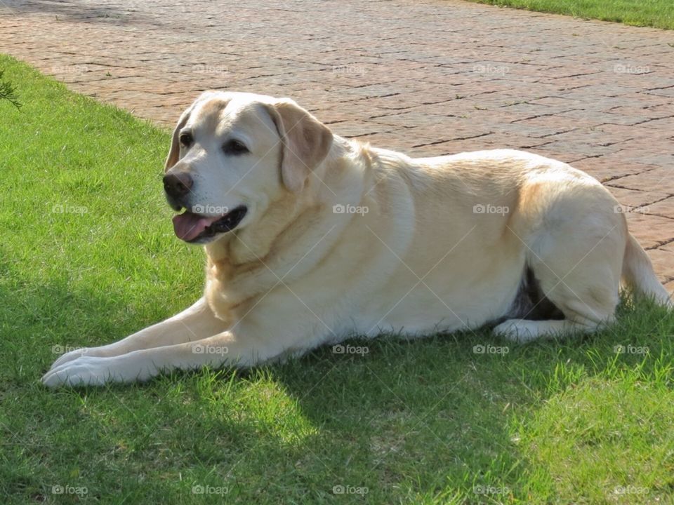 A Yellow Labrador Retriever laying down on the lawn posing for a photograph 