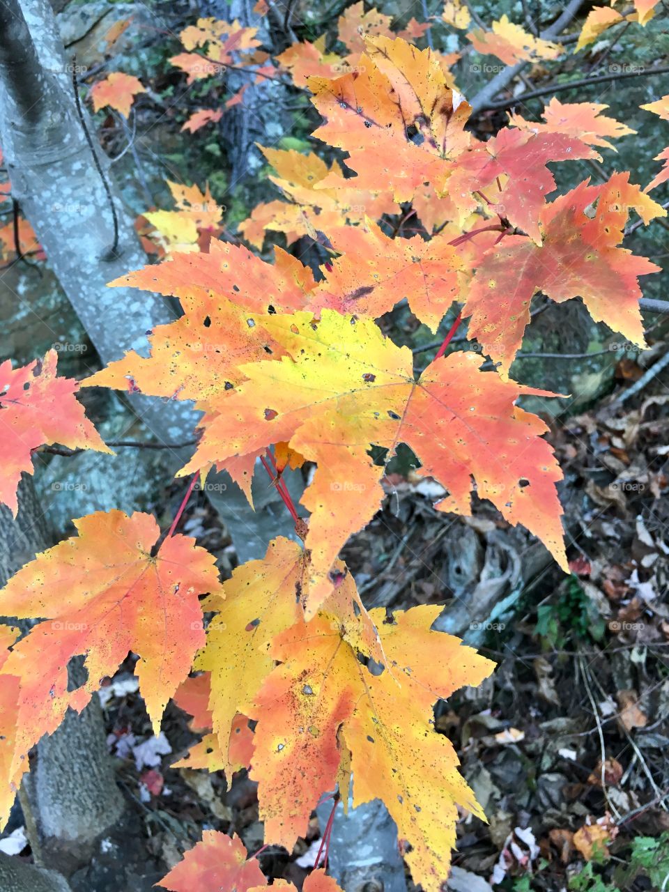 Fall color