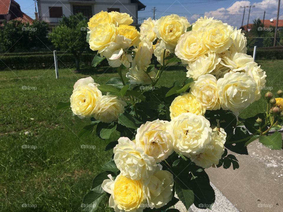 Yellow roses 🌼