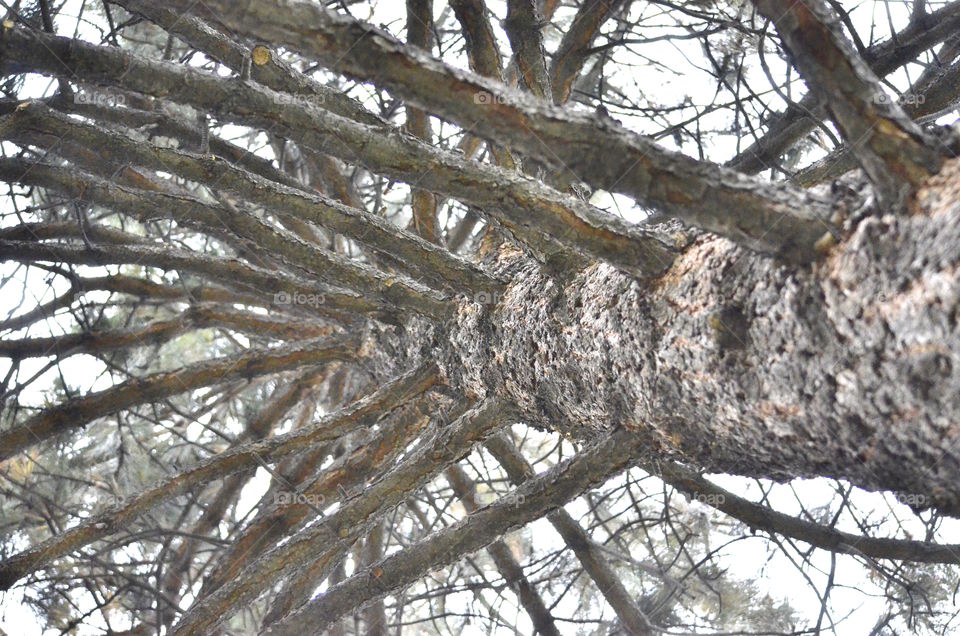 Close up, up a pine Tree