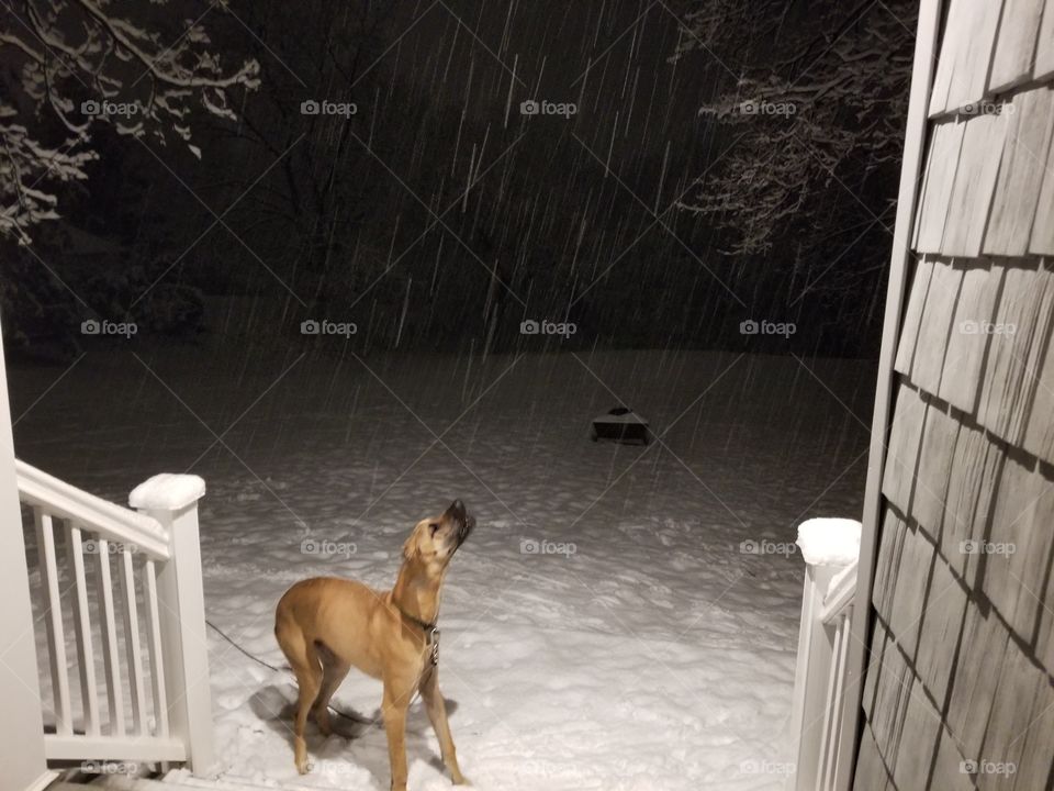 catching snow flakes