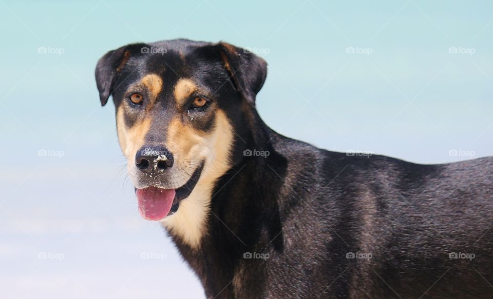 Dog playing in the sand at the beach