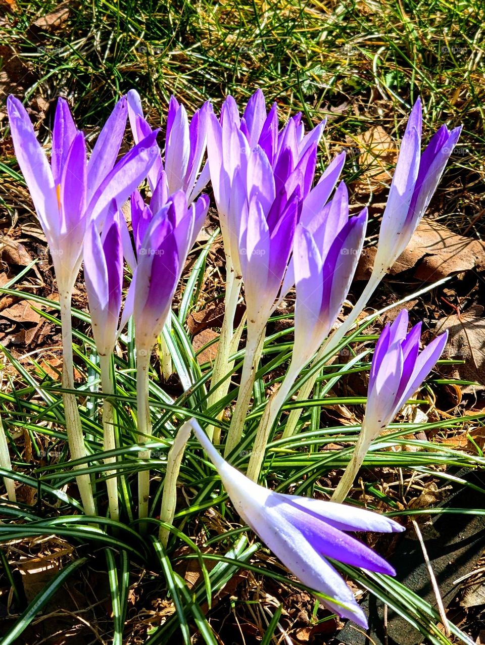 spring Crocus flowers