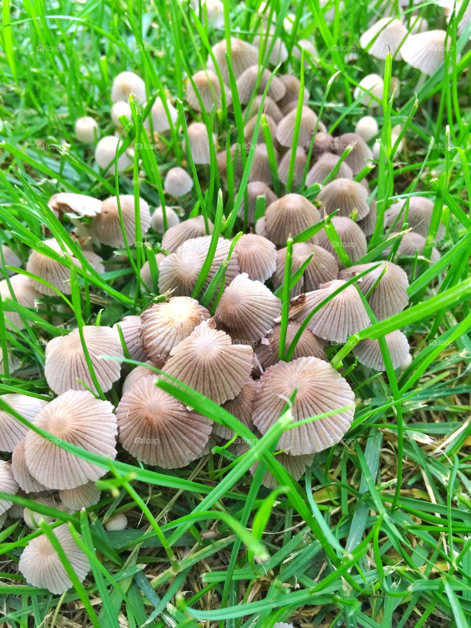 fungus