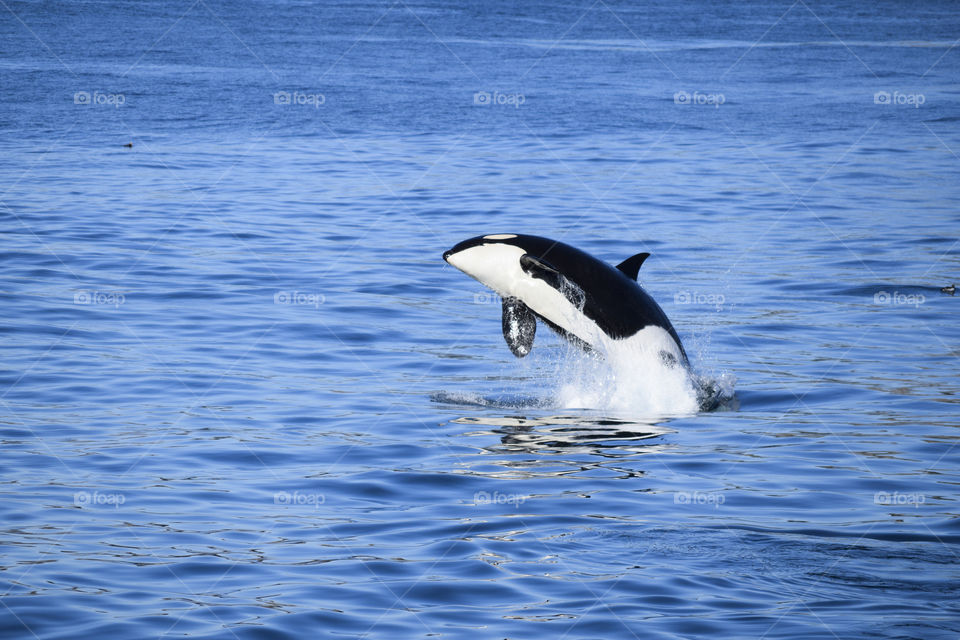 View of a breaching orca in Alaska