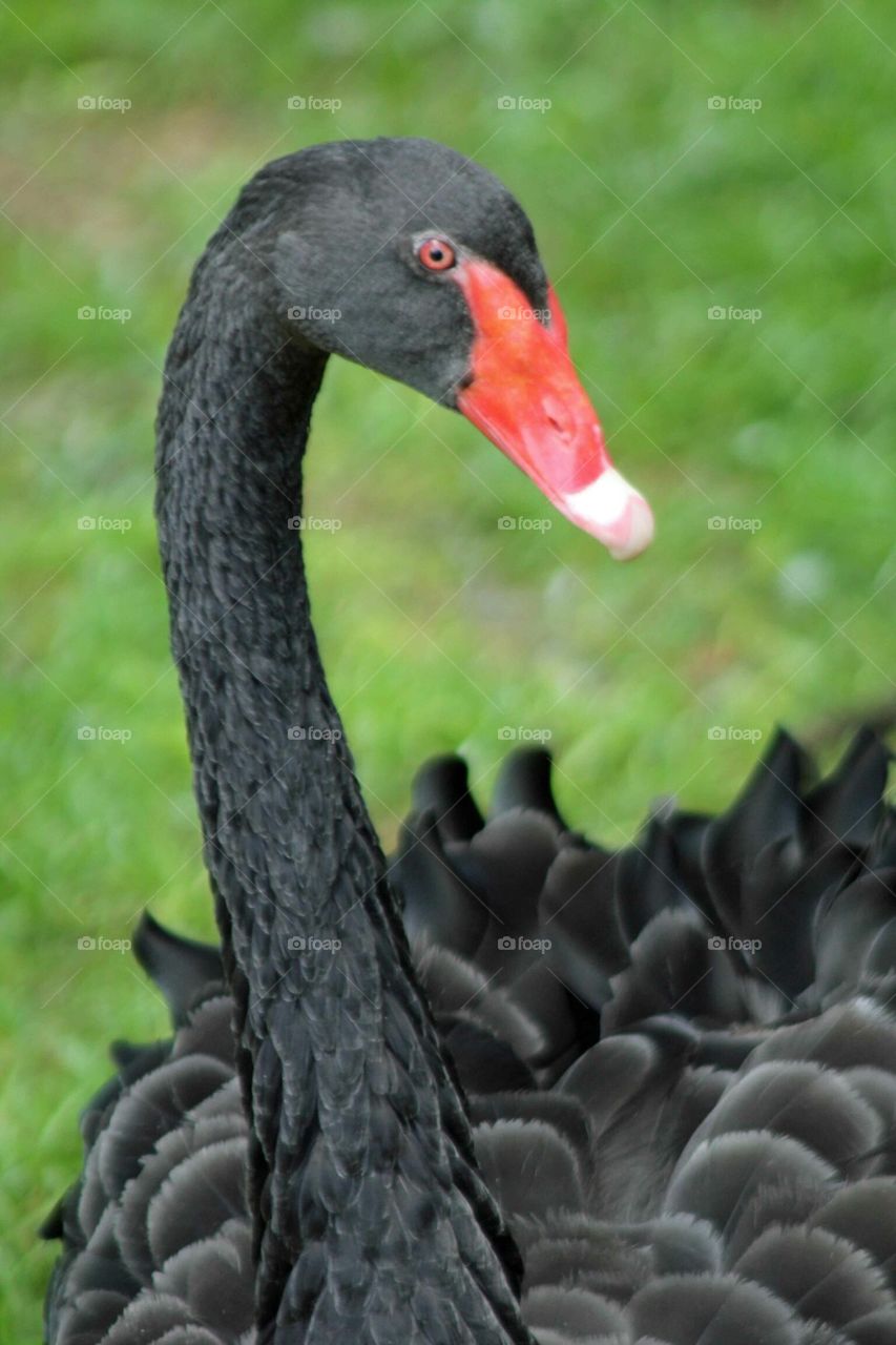 Black Swan