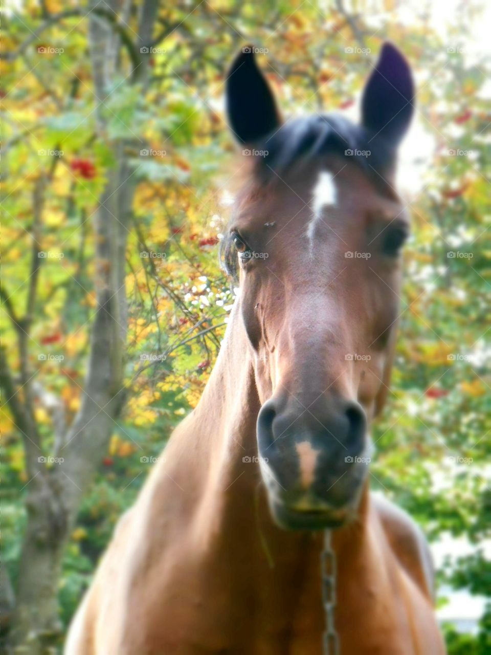 Nature, Cavalry, Head, Animal, Portrait