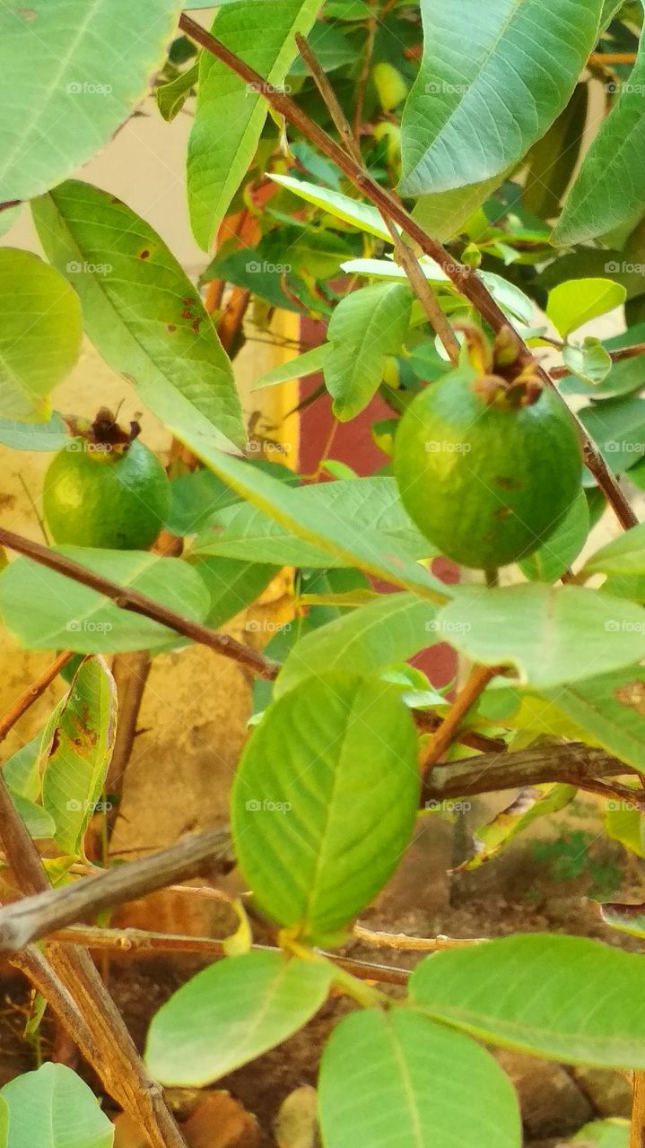 Tree with fruits