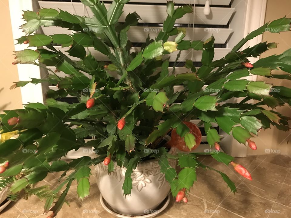 Christmas cactus