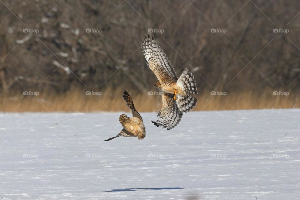 birds in the winter time