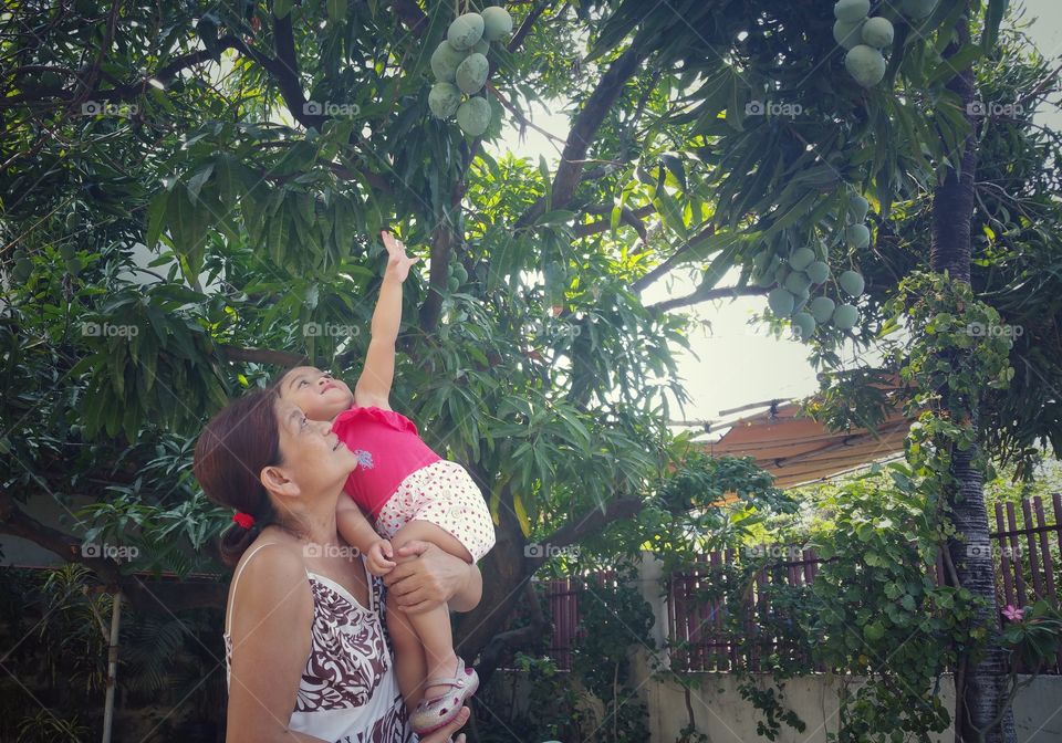 Reaching for the mangoes