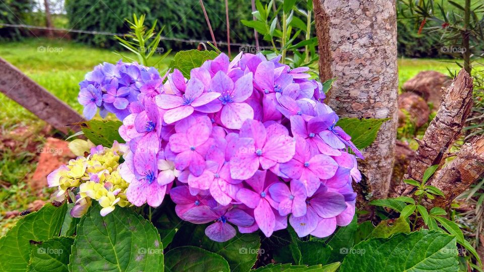 Hortênsia , lindas flores