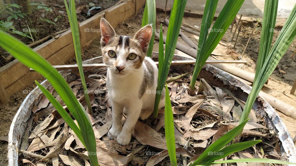 black and white cat is grabbing attention with his adorable look