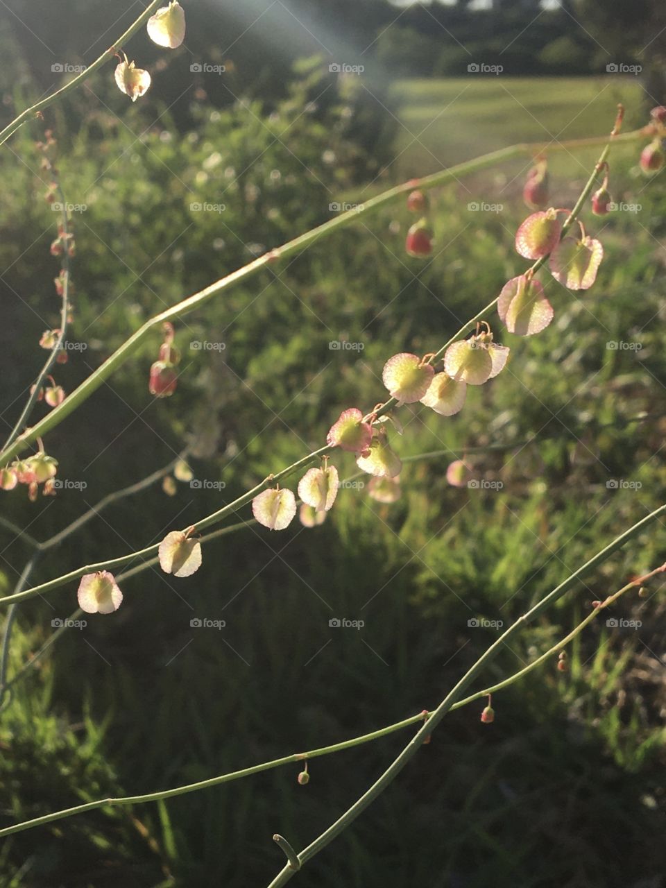 Sunlight on dry flowers as cereals 