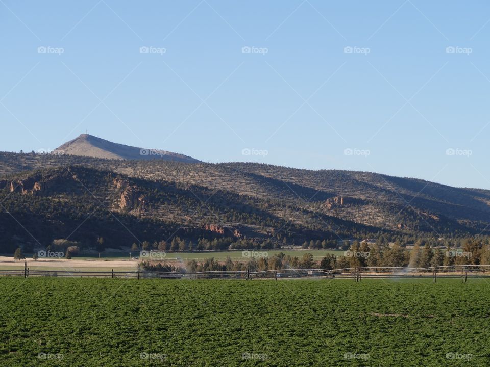 Rural farmland with fresh green fields in Central Oregon on a sunny spring evening. 