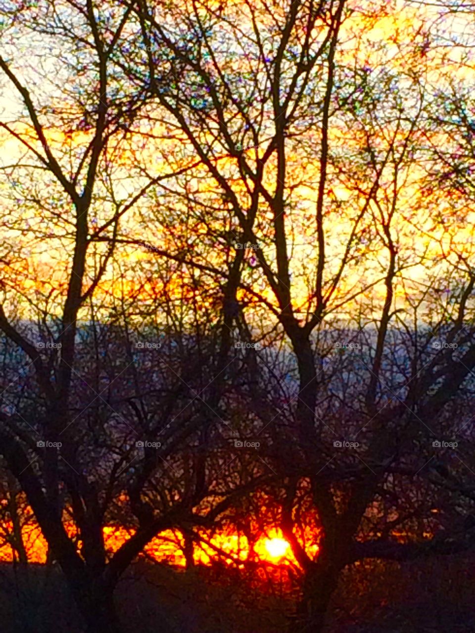 Sunset through the trees