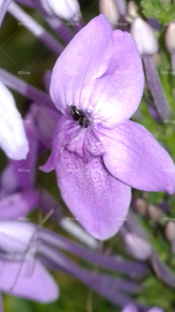 nature create beauty