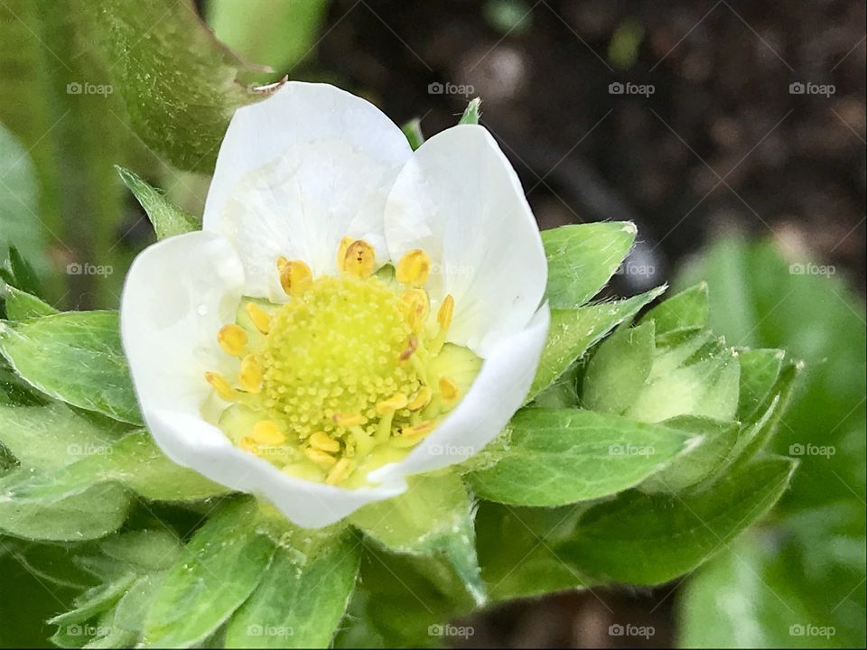 Strawberry blossom