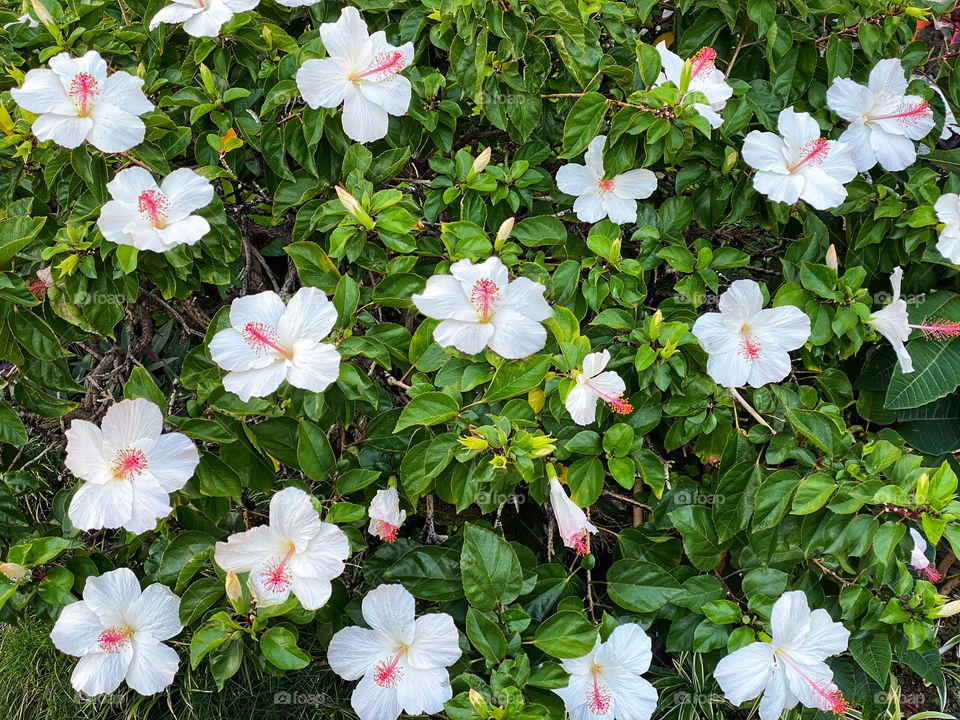 White hibiscus flower bush