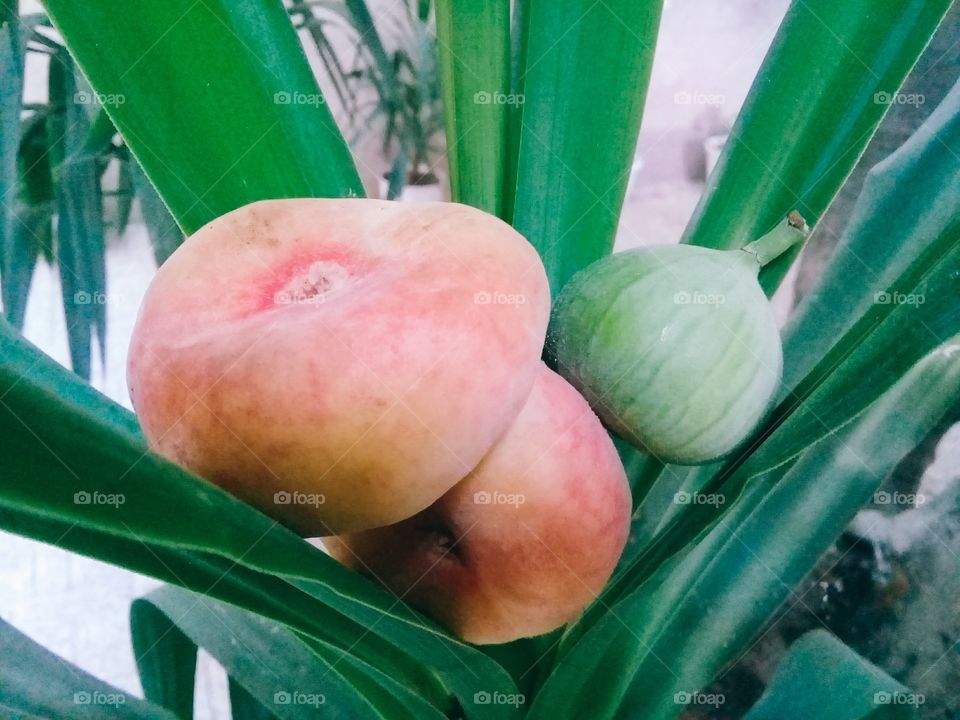 fig peach