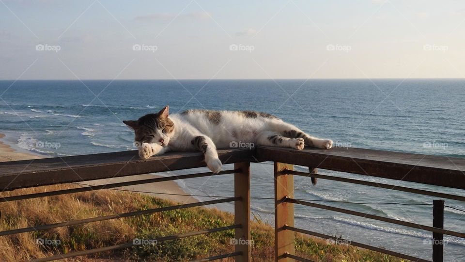 cute kitten is sleeping on fence by the sea