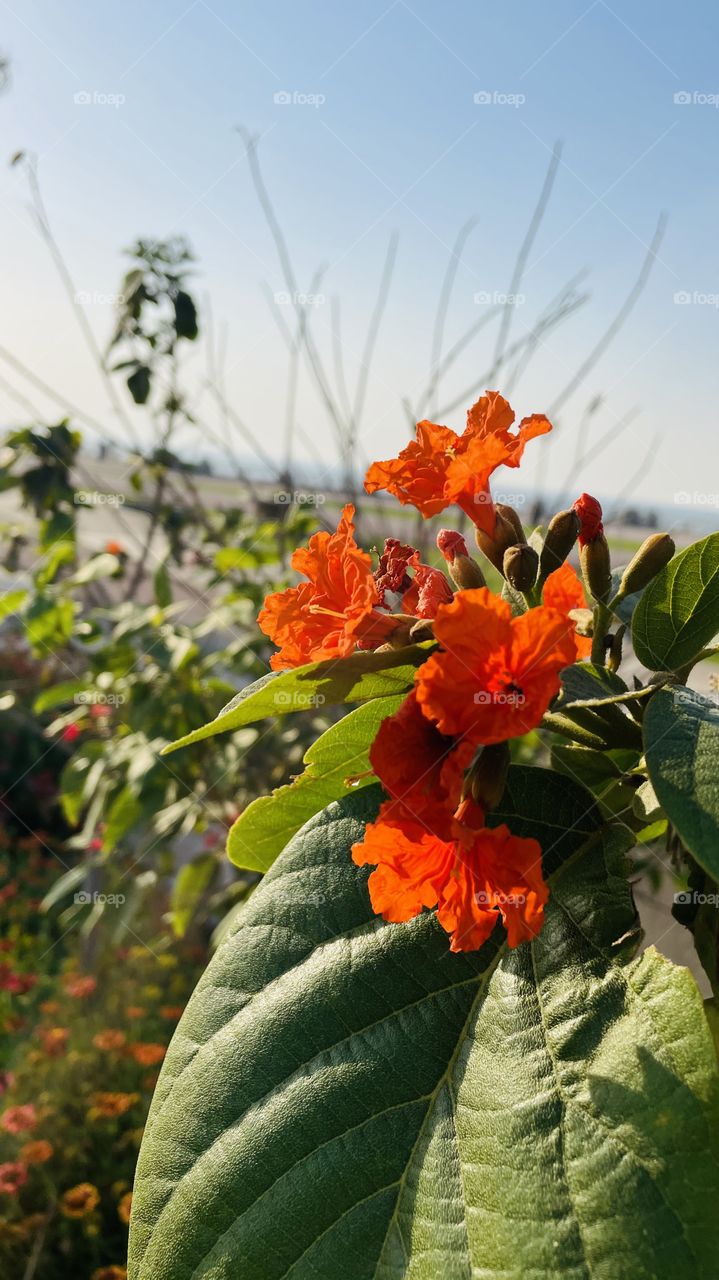 Beautiful orange colour flowers sparkling in sunlight taken in evening 