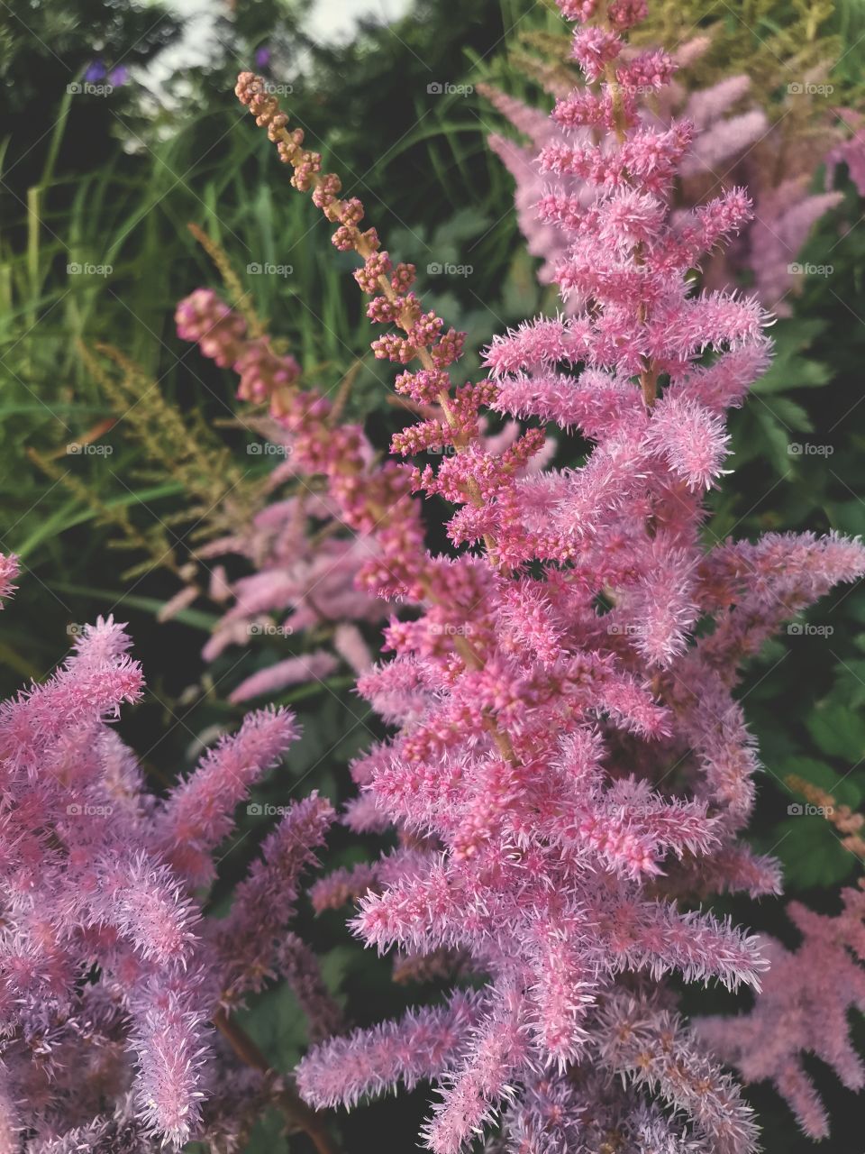 ◌  🌸  Astilbe Pink Flowers Blooming
◌  💕  Summer Time
◌  😻  Beautiful Nature Photography To Enjoy Watching