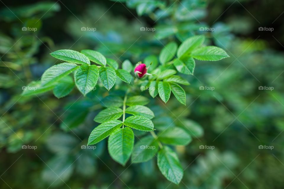 Leaf, Nature, Flora, Summer, Growth