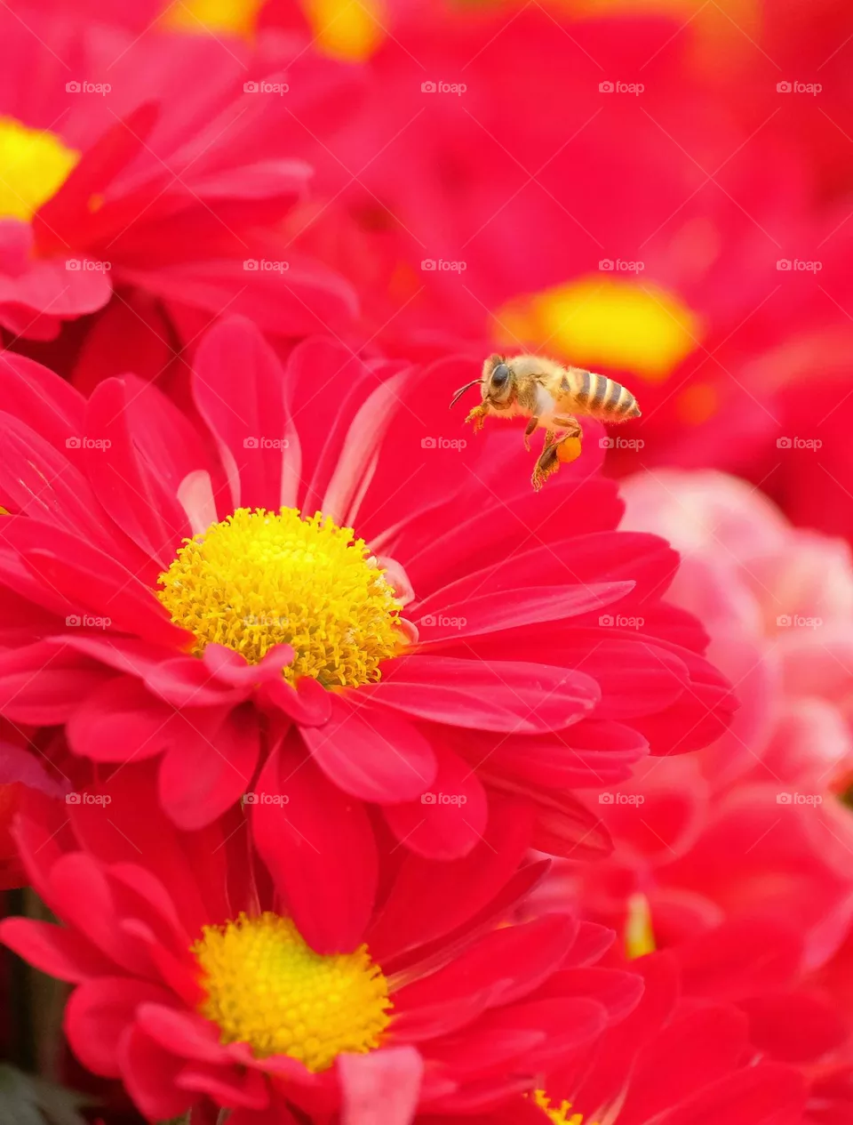 A Bee flying  over the flowers